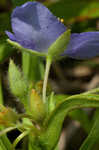 Virginia spiderwort